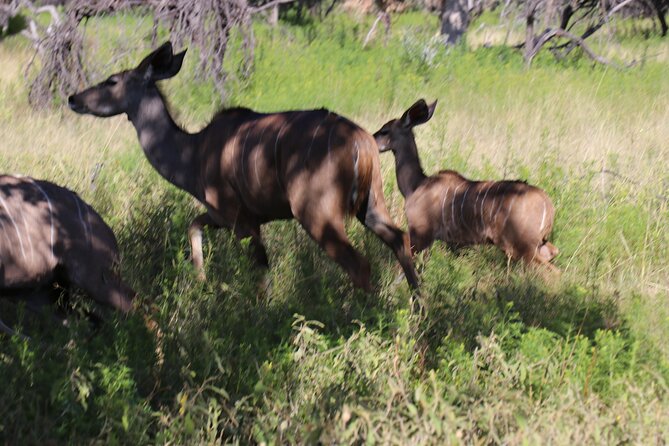 Horseback Safari Adventure in Hartbeespoort From Johannesburg - Booking Details