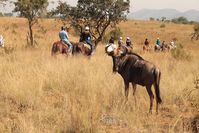 Horseback Safari - Wildlife Sightings