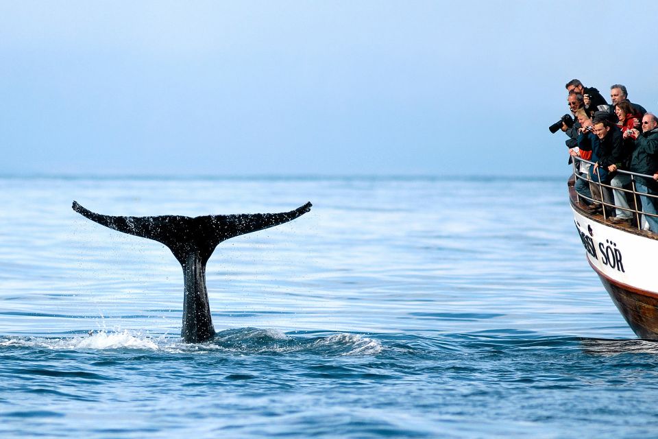 Húsavík: Whale Watching on a Carbon Neutral Oak Boat - Customer Reviews