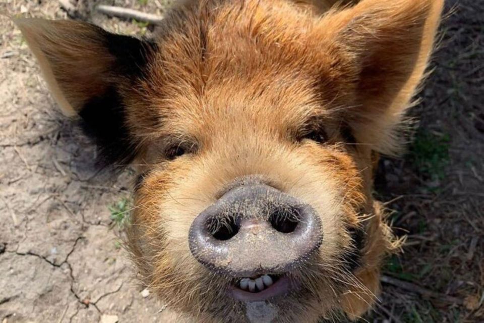 Hutto: Kunekune Pig Farm Tour - Activity Highlights