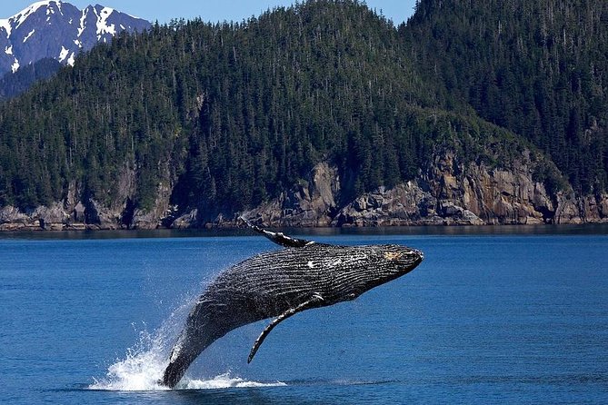 Icy Strait Shore Excursion: Whale Watching Adventure Tour - Inclusions and Amenities