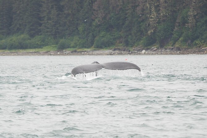 Icy Strait Whale & Wildlife Endeavor - Wildlife Encounters