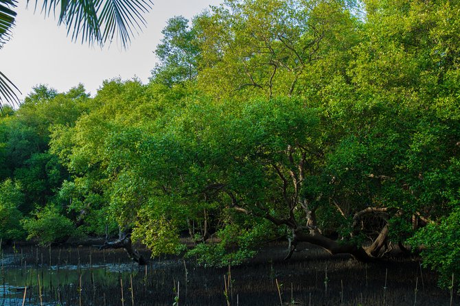 Into the Mangroves: Calicut Mangrove Trail by Tyndis - Mangrove Forest Exploration