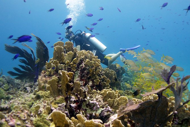 Isla Mujeres Small-Group MUSA Scuba Dive - Meeting and Logistics