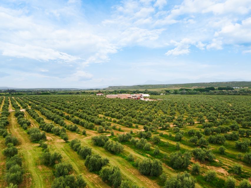 Jaen: Olive Oil Tour With the 5 Senses, Grove and Tasing - Experience Highlights