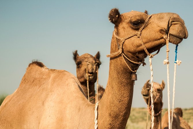 Jaisalmer Overnight Camel Adventure - Additional Information and Accessibility