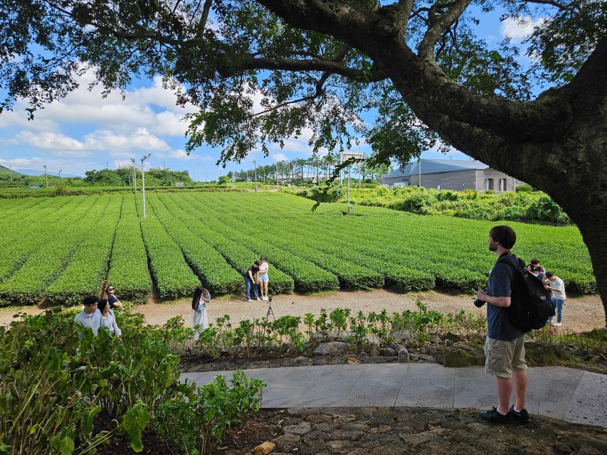 Jeju Island: Highlights Tour With Attraction Tickets & Lunch - UNESCO-designated Attractions