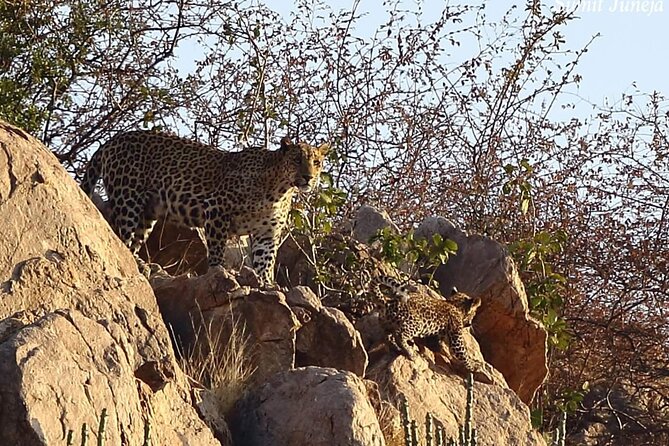 Jhalana Amagarh Leopard Private Safari Trip Jaipur All Inclusive - Booking Process