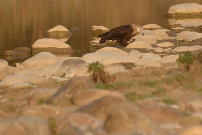 Jim Corbett National Park Overnight Safari - Pickup Logistics