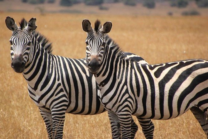 Johannesburg to Cape Town 10-Day Private Safari Tour - Safari Activities Included
