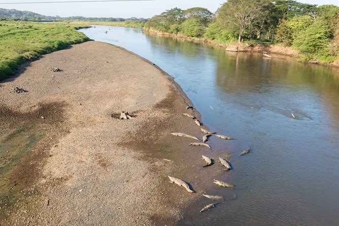 Jungle Crocodile & Carara National Park-Punta Arenas Highlights - Guided Tours Through the Jungle