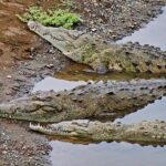 2 jungle crocodile safari punta arenas highlights Jungle Crocodile Safari - Punta Arenas Highlights