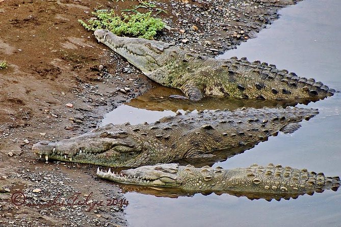 Jungle Crocodile Safari – Punta Arenas Highlights