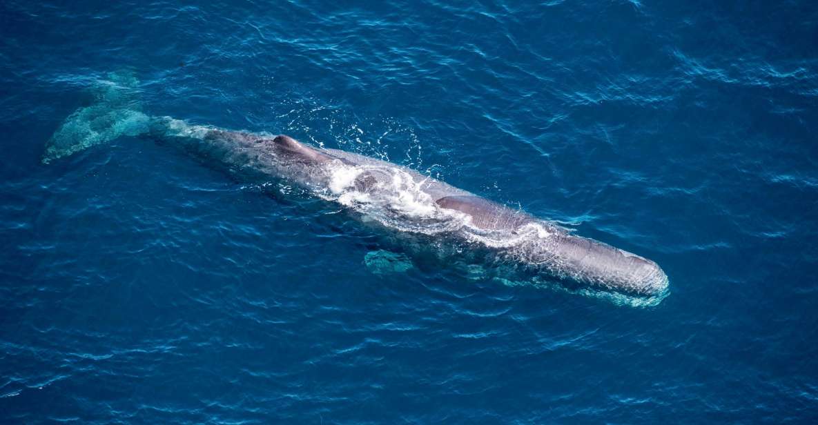 Kaikoura: 1-Hour Whale Watching Helicopter Tour - Booking Flexibility & Departure Details