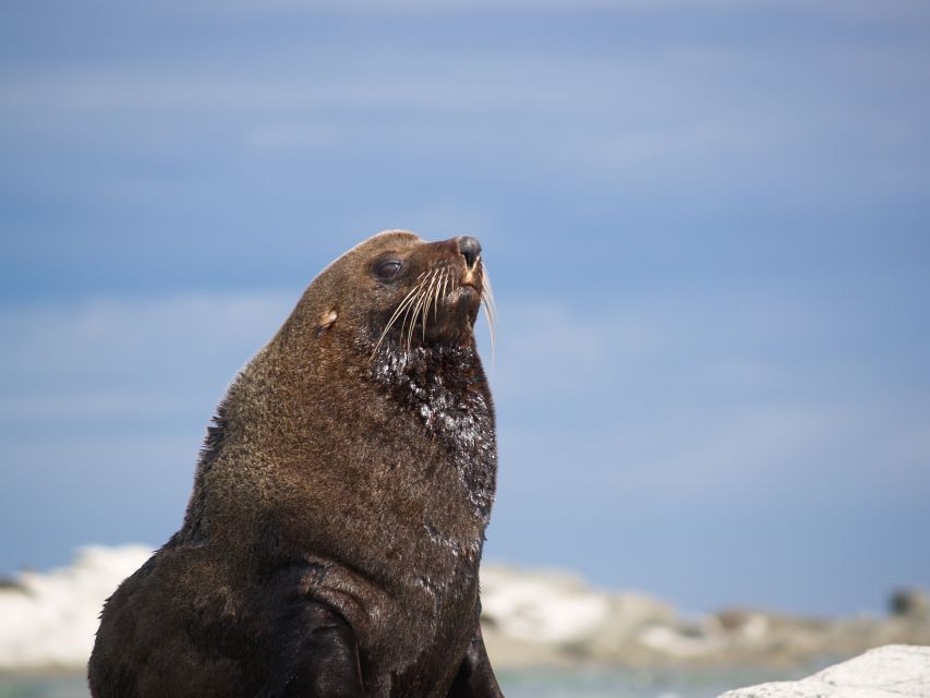 Kaikoura: Guided Family Kayaking Adventure - Experience Highlights