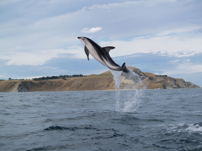 Kaikoura: Half-Day Wildlife Kayaking Tour - Booking Options and Guide Availability