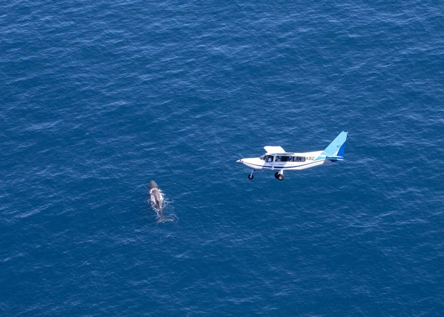 Kaikoura: Premium Whale Watching Flight - Experience Highlights