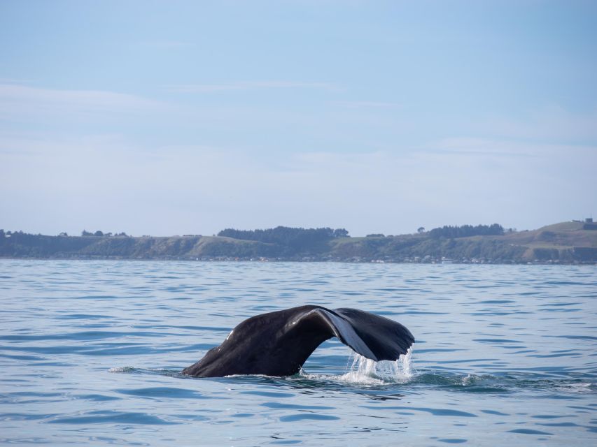 Kaikoura: Whale Watching Cruise - Experience Highlights