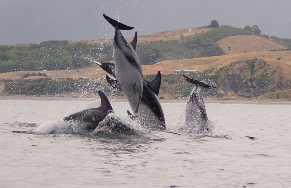 Kaikoura: Wildlife Kayaking Tour at Sunset - Encounter Wildlife at Dusk