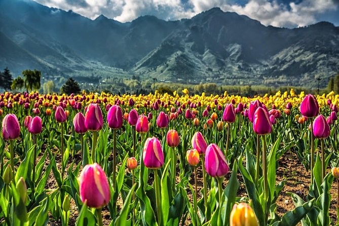 Kashmir Tulip Festival - Tulip Varieties