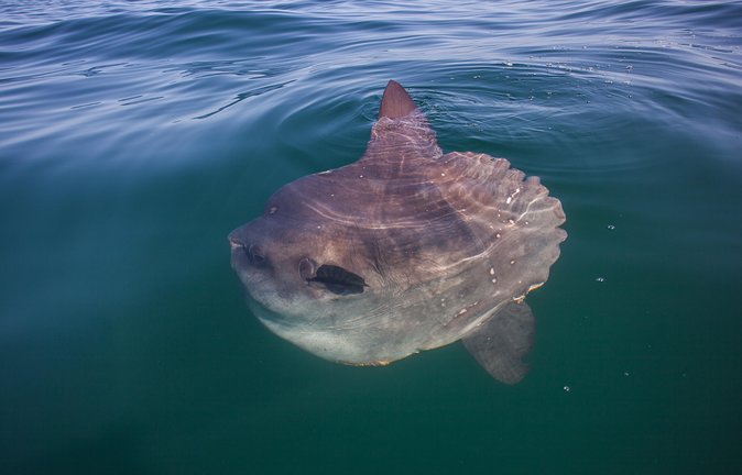 Kayak Chapmans Peak and Karbonkelberg in Hout Bay - Additional Details