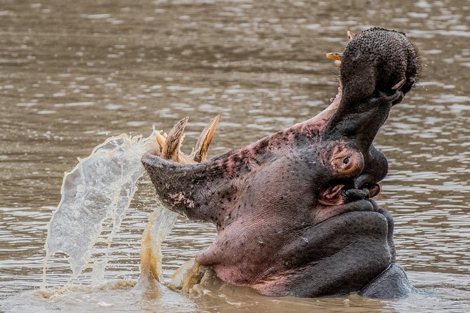 Kruger National Park L Private Afternoon Safari From Hazyview - Meeting and Pickup