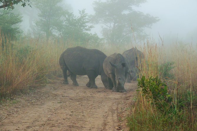 Kruger National Park Morning Game Drive From Hazyview - Wildlife Spotting Opportunities