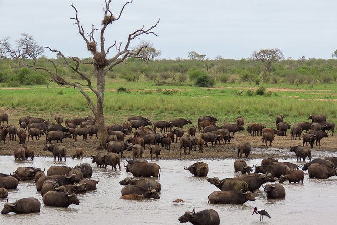 Kruger National Park - Private Full Day Safari Trip. - Safari Experience Details