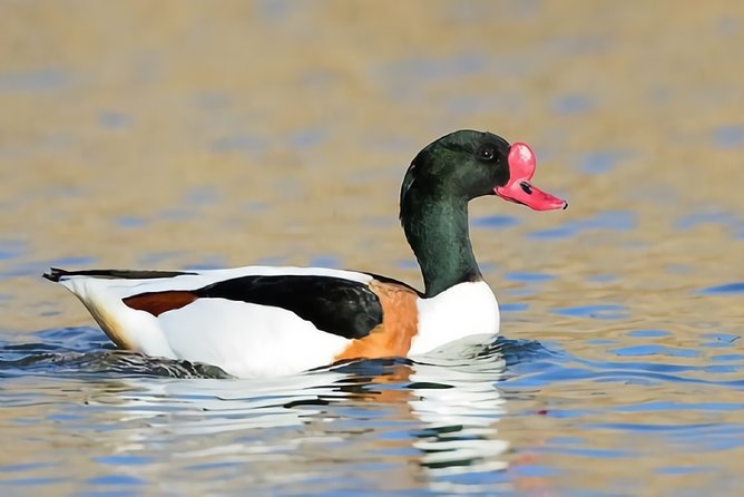 La Mancha Wetland Bird Watching - Optimal Time for Bird Watching