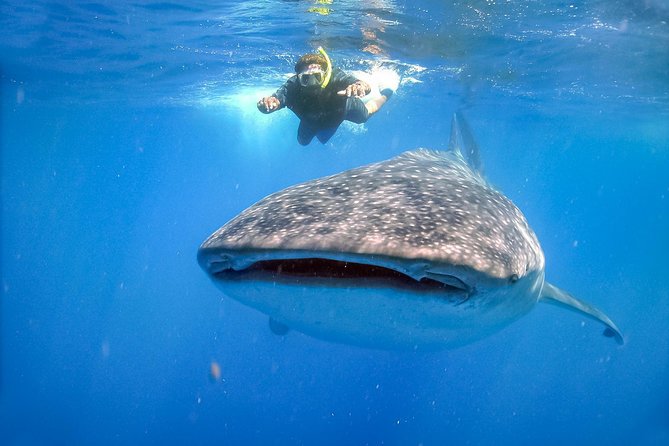 La Paz Whale Shark Snorkeling Tour and Lunch From Los Cabos - Positive Guest Reviews
