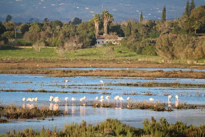 Lagos Small-Group Algarve Nature Tour - Logistics and Travel Arrangements