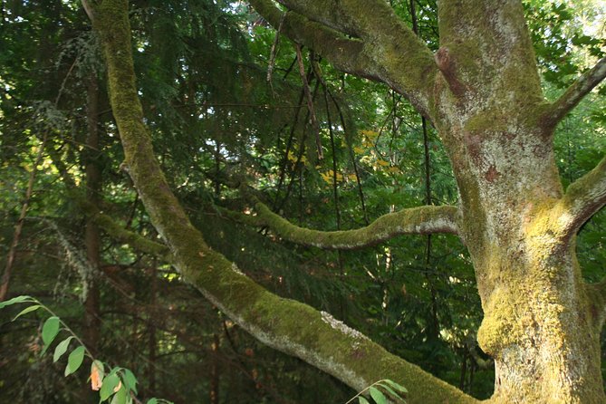 Lake, Old Growth Trees and Columbia City: Beautiful Natural Spaces and History - Verdant Landscapes of Seward Park