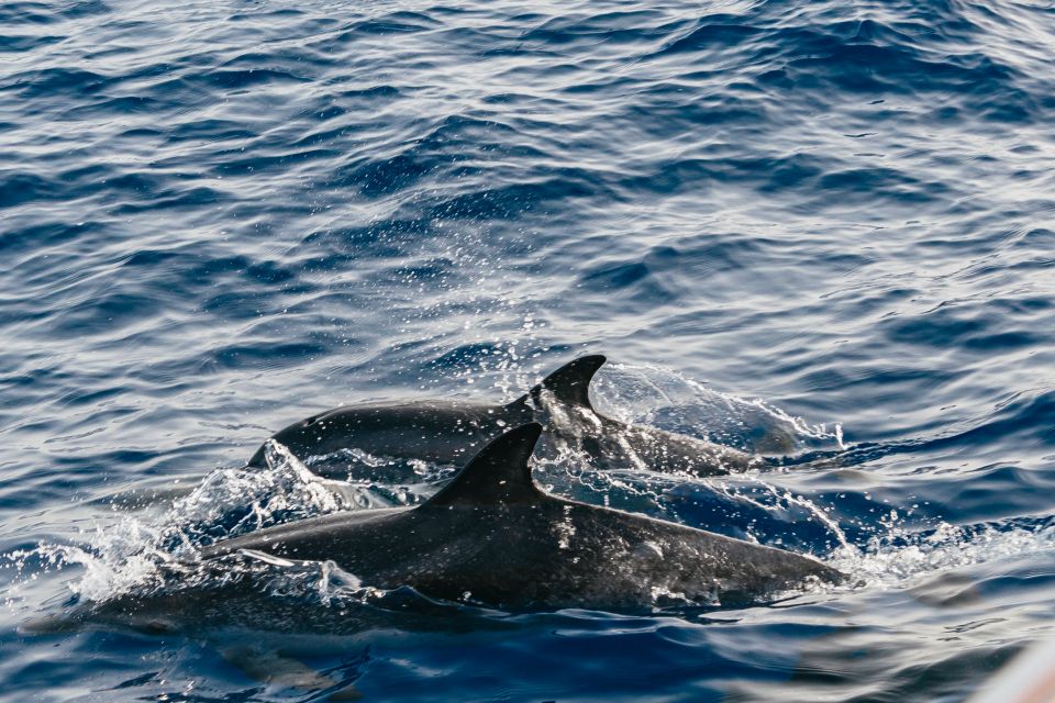 Lanzarote: 2.5-Hour Sunset and Dolphins Cruise - Activity Highlights