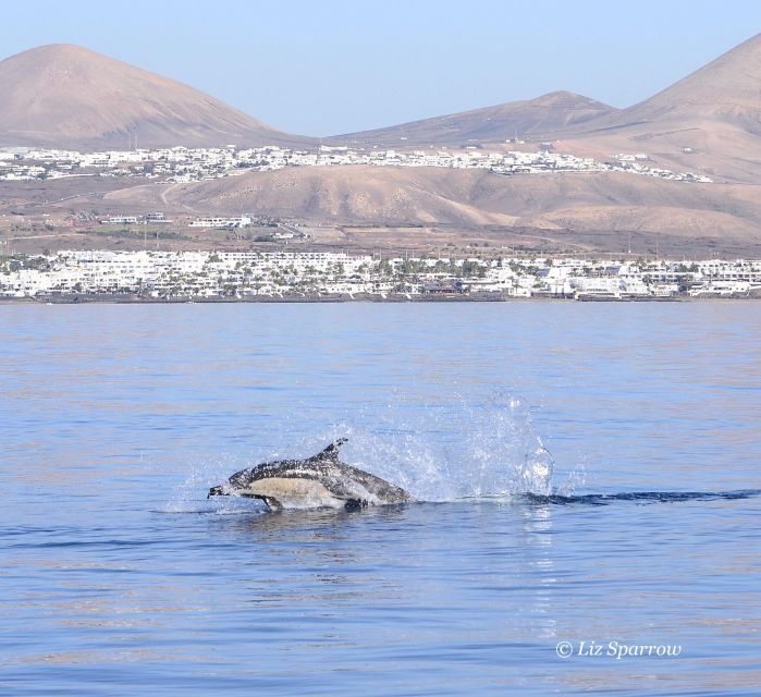 Lanzarote: Sea Safari Experience - Experience Highlights