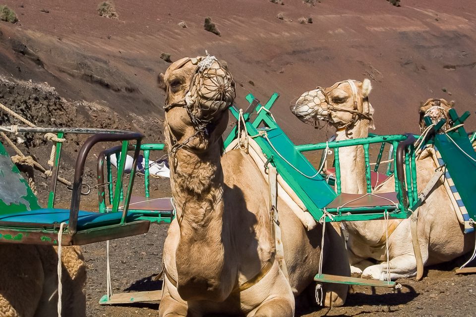 Lanzarote: Timanfaya National Park Volcanic Craters Tour - Available Languages and Ratings