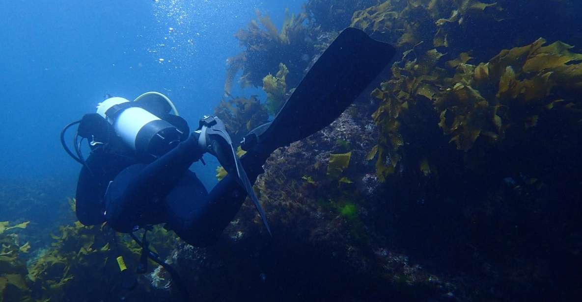 Leigh: Goat Island Guided Diving Tour for Certified Diver - Experience Highlights