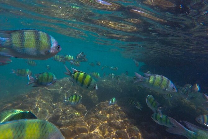 Longtail Boat Snorkeling in Phi Phi Island - Longtail Boat Features and Safety