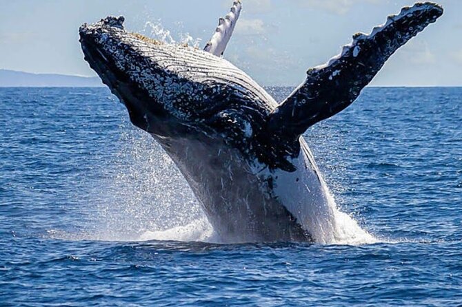 Los Cabos Private Yacht Whale Watching Tour, Snorkel and Drinks - Tour Information