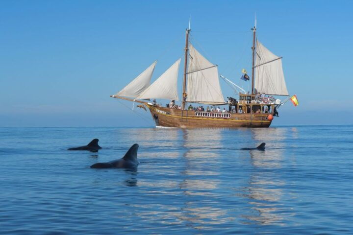 Los Gigantes: Dolphin and Whale Watching Tour With Drinks - Tour Details