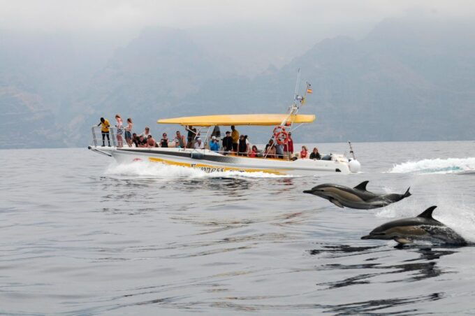 Los Gigantes: Dolphin & Whale Watching Cruise With Swimming - Booking Information