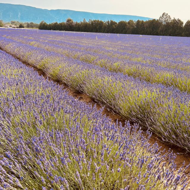 Luberon & Lavender Fields Tour - Payment Information