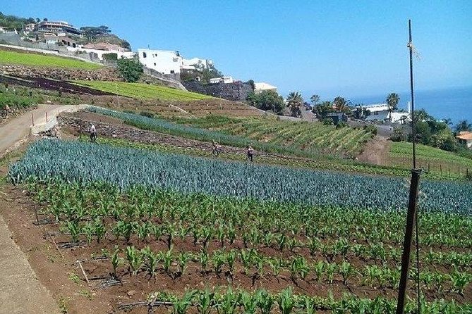 Madeira Farm Tour With Countryside Lunch  - Funchal - Lunch Experience