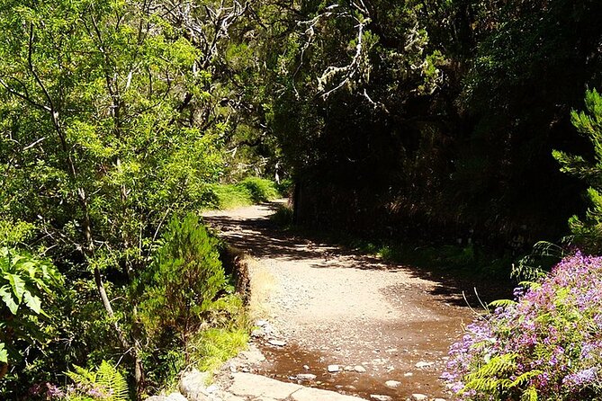 Madeira: Private Guided Levada Do Risco Hiking Tour Half-Day - Itinerary Highlights