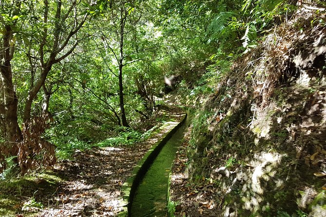 Madeira: Private Guided Levada Dos Tornos Boaventura Hike - What To Expect