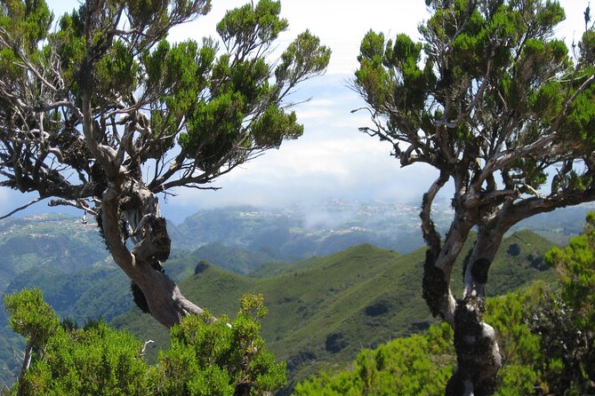 Madeira Small-Group Arieiro Peak Hike - Ancient Tree Viewing