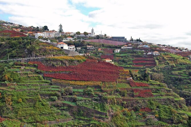 Madeira Wine Tasting and Sightseeing Private Tour From Funchal - Wine Tasting Experience