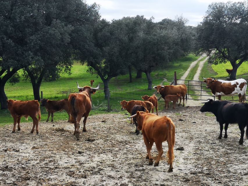 Madrid: Half-Day Bull Breeding Farm Tour - Experience Highlights