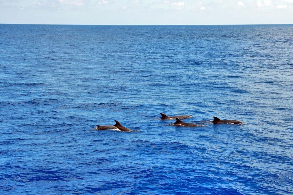 Mallorca: 3-Hour Afternoon Dolphin Watching Boat Tour - Experience Description