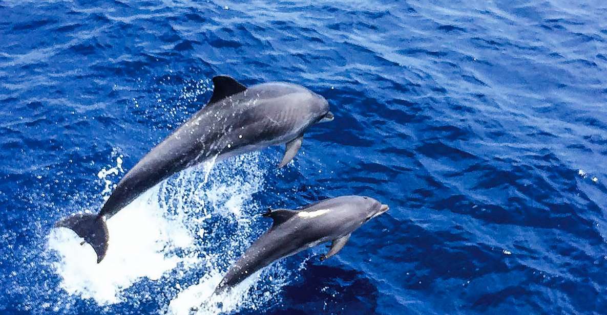 Mallorca: Dolphin Watching Cruise - Provider Information