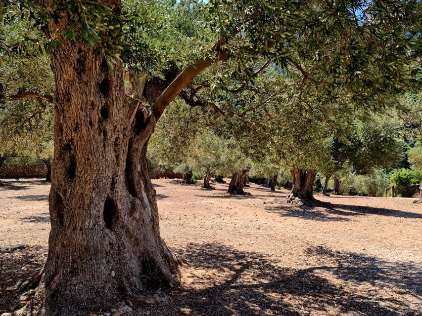 Mallorca: Tramuntana Mountains Tour With Local Guide & Lunch - Tour Highlights